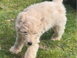 À vendre, mâle Goldendoodle, né en décembre 2025