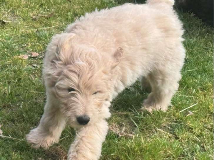 À vendre, mâle Goldendoodle, né en décembre 2025