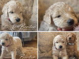 À vendre, mâle Goldendoodle, né en décembre 2025