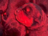 À réserver, 4 mâles et 6 femelles Rottweiler LOF, nés en mars 2026