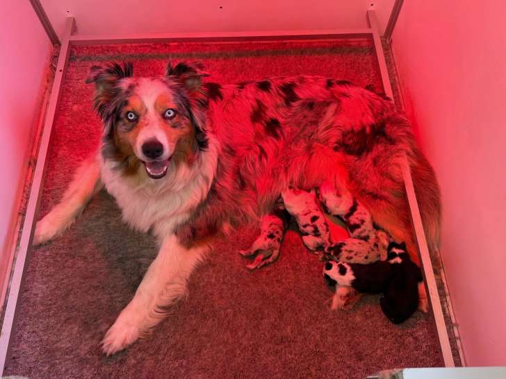 Portée de Bergers Australiens LOF