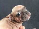 À vendre, femelle Bouledogue Français fauve bleu, née en janvier 2026