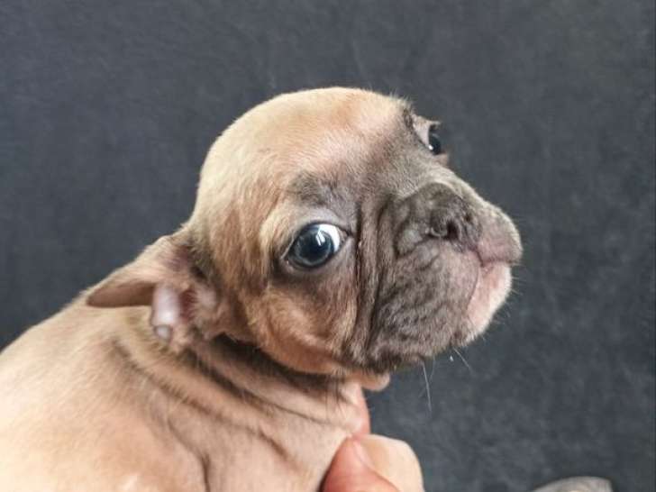 À vendre, femelle Bouledogue Français fauve bleu, née en janvier 2026