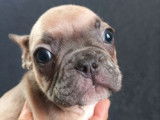 À vendre, femelle Bouledogue Français fauve bleu, née en janvier 2026