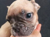 À vendre, femelle Bouledogue Français fauve bleu, née en janvier 2026