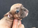 À vendre, femelle Bouledogue Français fauve bleu, née en janvier 2026