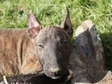 À vendre, 2 mâles Bull Terrier Miniature LOF, nés en 2025