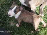 À vendre, 2 mâles Bull Terrier Miniature LOF, nés en 2025