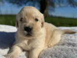 À réserver, 4 mâles et 4 femelles Golden Retriever LOF, nés en février 2026, disponibles début avril