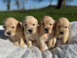 À réserver, 4 mâles et 4 femelles Golden Retriever LOF, nés en février 2026, disponibles début avril