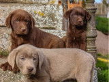 À vendre, 3 chiots mâles Labrador, chocolat et silver, nés en décembre 2025