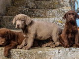 À vendre, 3 chiots mâles Labrador, chocolat et silver, nés en décembre 2025