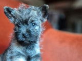 À vendre, femelle Cairn Terrier LOF, sable bringée, née en octobre 2025