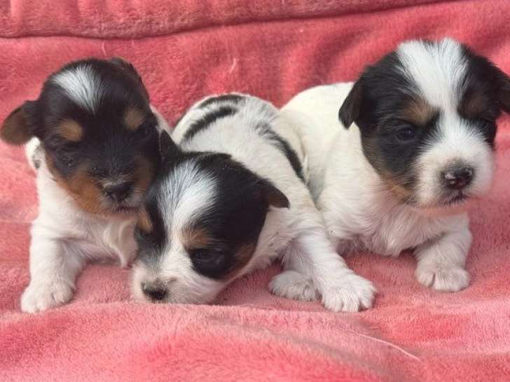 À réserver, femelles Yorkshire Biewer tricolores non LOF, nées en février 2026