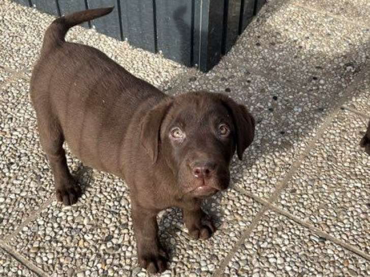 À vendre, mâle Labrador chocolat, né en décembre 2025, disponible de suite