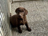 À vendre, mâle Labrador chocolat, né en décembre 2025, disponible de suite