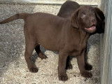 À vendre, mâle Labrador chocolat, né en décembre 2025, disponible de suite