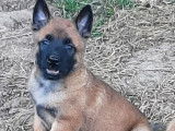 À vendre, 5 mâles et 3 femelles Bergers Malinois LOF, nés en janvier 2026