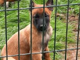 À vendre, 5 mâles et 3 femelles Bergers Malinois LOF, nés en janvier 2026