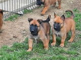 À vendre, 5 mâles et 3 femelles Bergers Malinois LOF, nés en janvier 2026