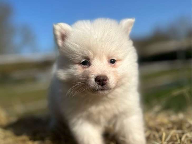 À vendre, 1 mâle et 1 femelle Pomsky F3, nés en janvier 2026