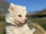 À vendre, 1 mâle et 1 femelle Pomsky F3, nés en janvier 2026