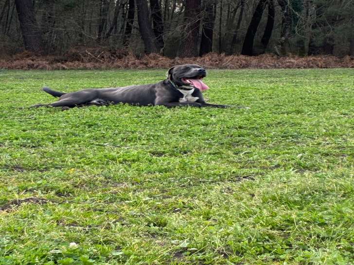 Tyson, chien croisé Labrador à donner