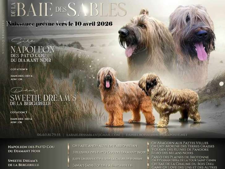 Chiots Briards fauves LOF à naître