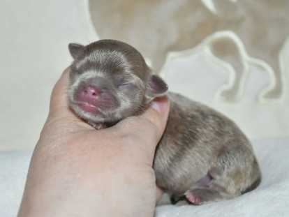 Superbe chiot mâle Chihuahua FCI à vendre