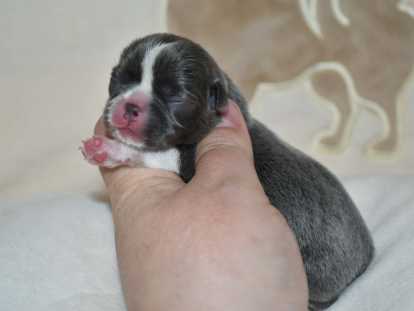 Superbe chiot mâles Chihuahua pedigree