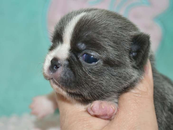 Superbe chiot mâles Chihuahua pedigree