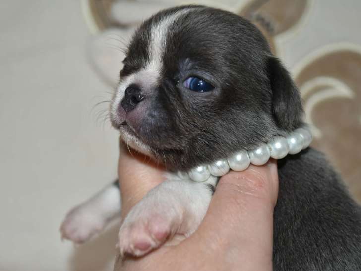 Superbes chiots mâles Chihuahua pedigree