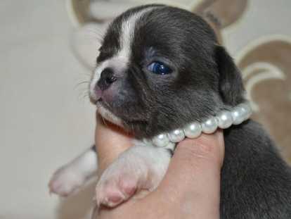 Superbes chiots mâles Chihuahua pedigree