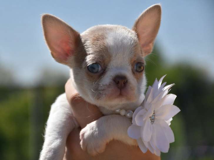 Superbe chiot mâle Chihuahua pedigree