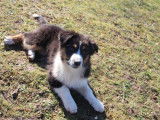 Femelle Berger Australien Chiot LOF 3 Mois Disponible Réservation