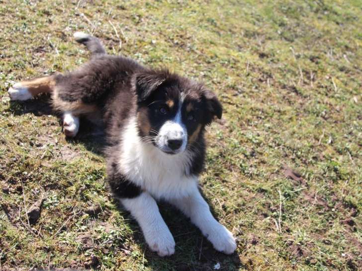 Femelle Berger Australien Chiot LOF 3 Mois Disponible Réservation