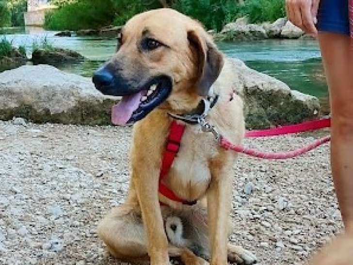 Caracol, jeune beau et affectueux chien à adopter en association