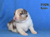 3 Berger Australien Chiots Rouge Merle Et Tricolore 2 Mois LOF Réservation