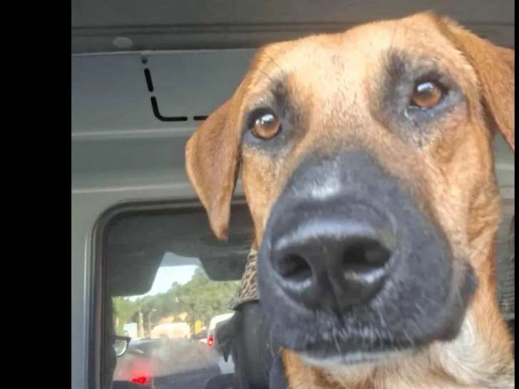 À adopter : chien Berger Créole fauve de 5 ans