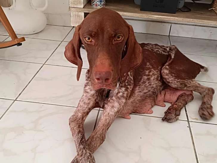 À la recherche d’une famille : chienne chocolat de 2 ans