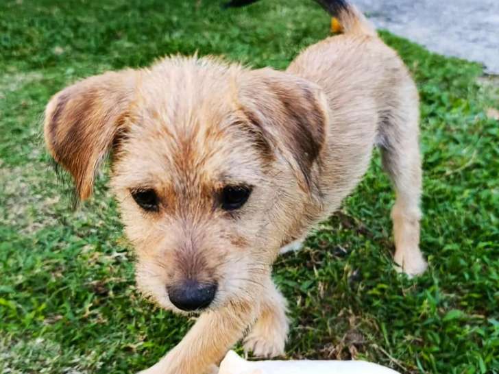 Prête pour l’adoption : chiot femelle bringée de 3 mois