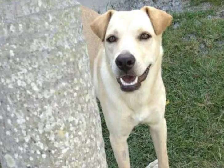 Adoption disponible : chien beige d’un an