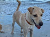 Adoption disponible : chien beige d’un an