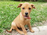 En attente d’adoption : chiot femelle marron de 3 mois