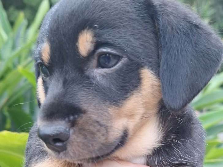 À accueillir : chiot femelle Berger Créole tricolore de 2 mois