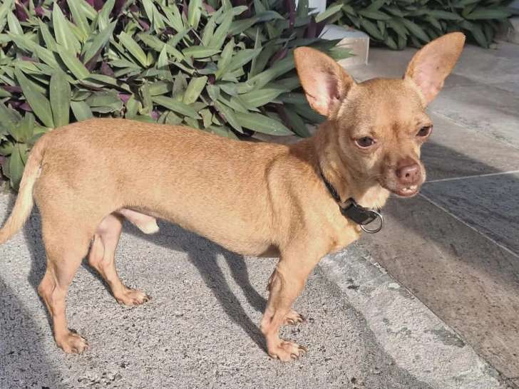 À adopter : chien de 5 ans au pelage marron