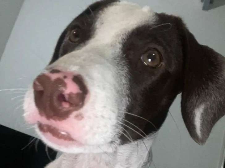 Chiot femelle de 6 mois marron et blanc à adopter