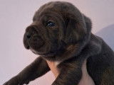 À réserver, 5 femelles et 5 mâles Cane Corso, plusieurs couleurs, nés en janvier 2026