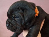À réserver, 5 femelles et 5 mâles Cane Corso, plusieurs couleurs, nés en janvier 2026