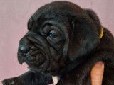 À réserver, 5 femelles et 5 mâles Cane Corso, plusieurs couleurs, nés en janvier 2026
